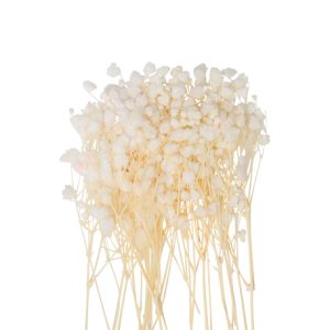 MINI BRANCHES DE GYPSOPHILES SECHES CREME ENV 20 PCS 5CM